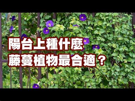 藤類植物 風水|【爬藤植物風水】植栽風水禁忌 